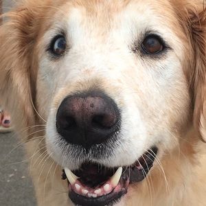 Meet your Posher, Willa claire